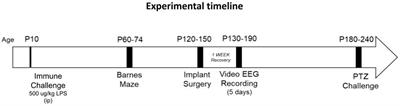 Early-life immune activation is a vulnerability factor for adult epileptogenesis in neurofibromatosis type 1 in male mice